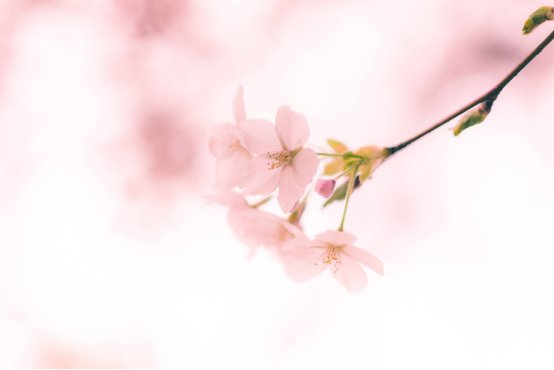 陈洁宇发布时间
